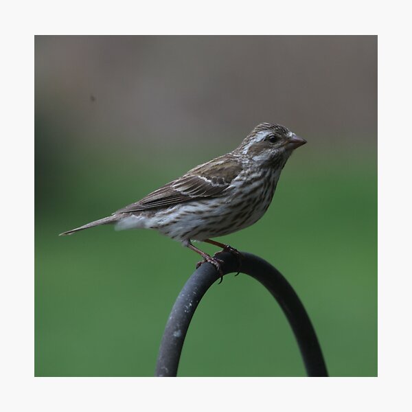 Item preview, Female Purple Finch designed and sold by Renee Blake.