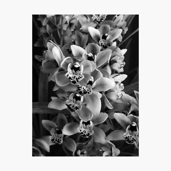 Item preview, Monochrome Orchids designed and sold by foozma73.