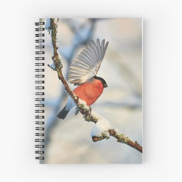 Item preview, Hello sun. Eurasian bullfinch designed and sold by Jouko Lehto Photography.