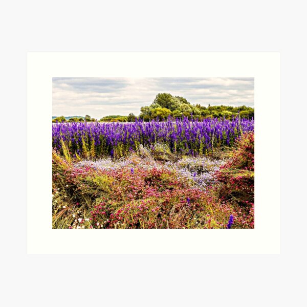 Nature's Canvas Art Print