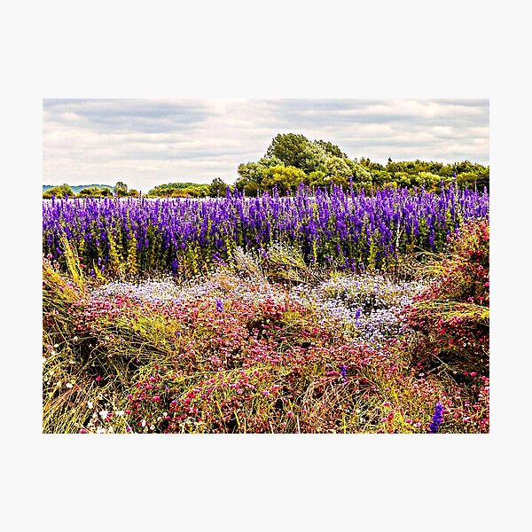 Nature's Canvas Photographic Print