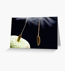 Tiny Dancer Greeting Card