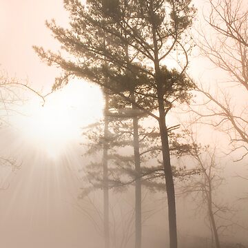 Artwork thumbnail, In the heart of the pines by believer9