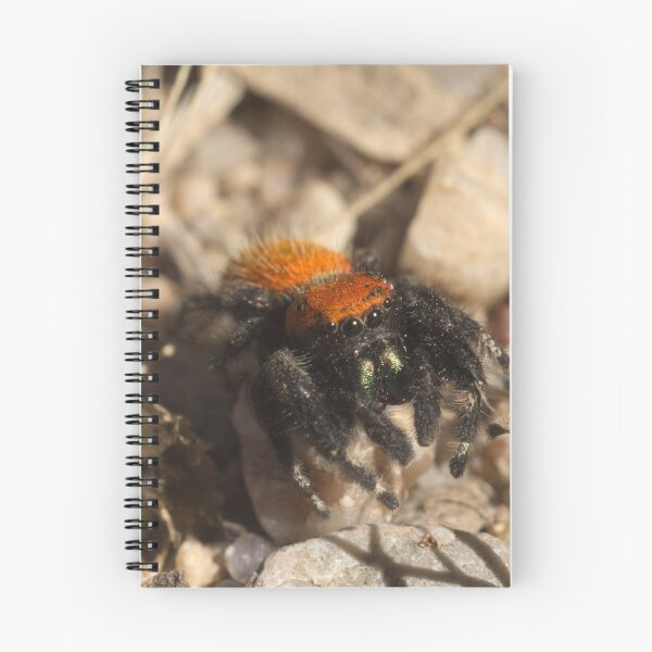 Item preview, 514 Apache Jumping Spider designed and sold by ptosis.