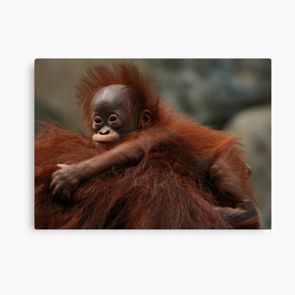 Hitching A Ride Canvas Print
