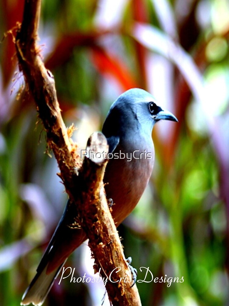 Bird of Colours by PhotosbyCris
