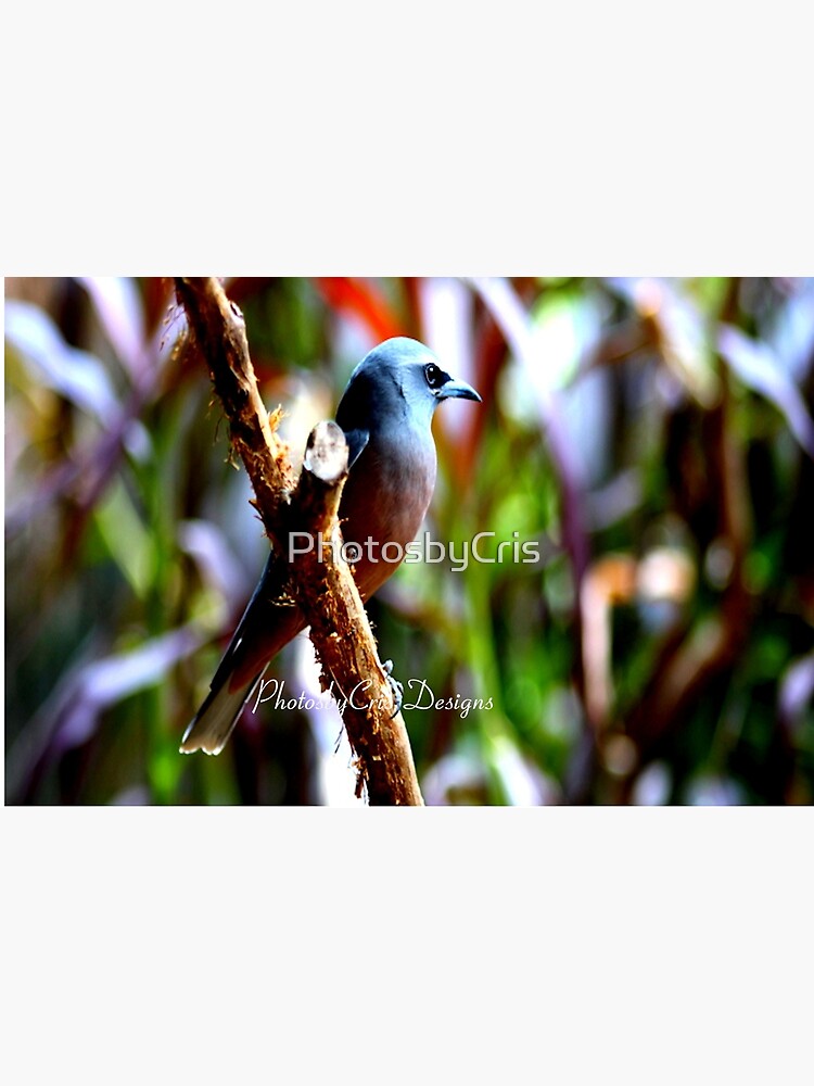 Bird of Colours by PhotosbyCris