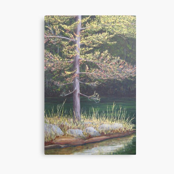 Pine on the Point Canvas Print