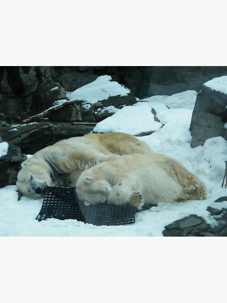 "Sleeping Polar Bears, Central Park Zoo" Poster by lenspiro Redbubble
