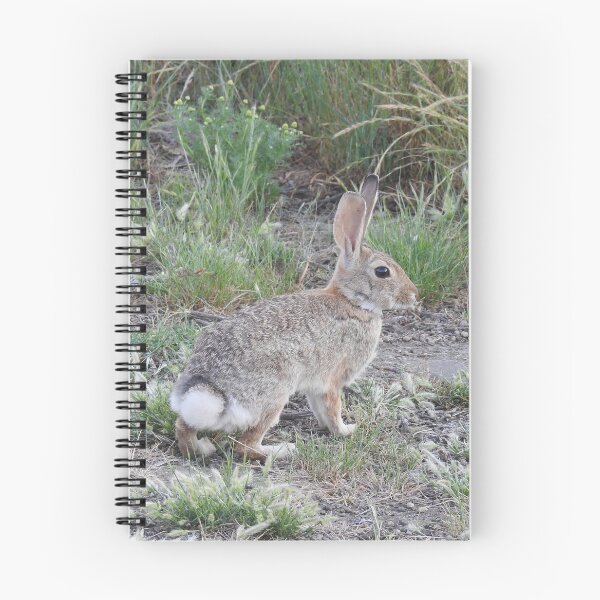 Item preview, Rabbits, Cottontail Rabbit, Wildlife designed and sold by Sandra O'Toole.