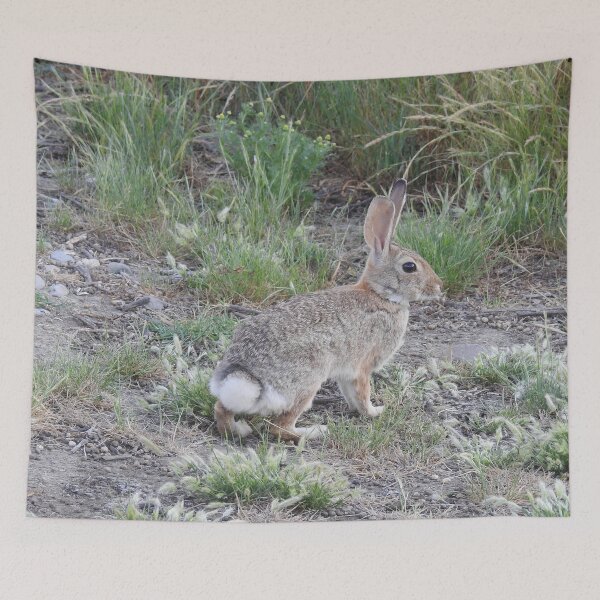 Item preview, Rabbits, Cottontail Rabbit, Wildlife designed and sold by Sandra O'Toole.