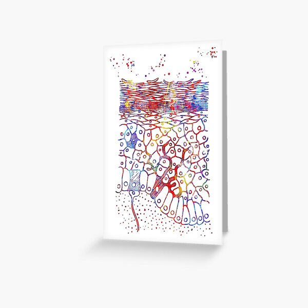 Anatomical watercolor from skin layers, epidermis, epidermis art, skin layers Greeting Card
