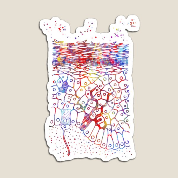 Item preview, Anatomical watercolor from skin layers, epidermis, epidermis art, skin layers designed and sold by Rosaliartbook.