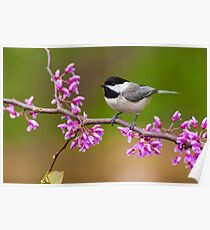 Black-capped Chickadee on Redbud Poster