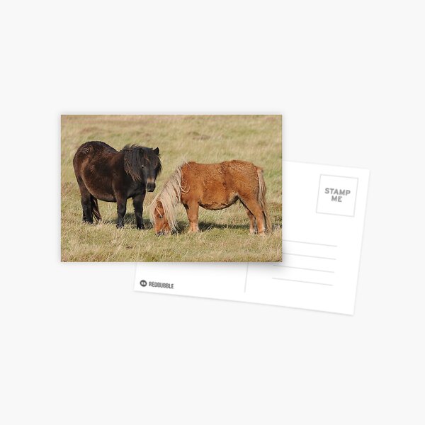 Shetland Ponies Postcard