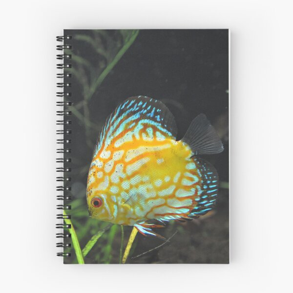 Item preview, yellow and red Discus fish Symphysodon designed and sold by Schoensl.