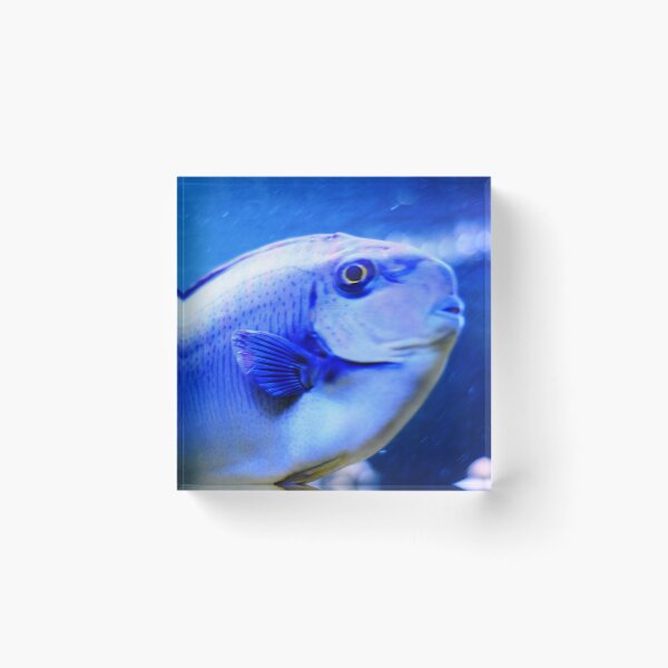 Item preview, Fish, blue Tropical Fish designed and sold by Asiantiger247.
