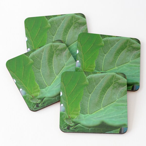 Item preview, Ficus Lyrata fiddle leaf fig  designed and sold by Asiantiger247.