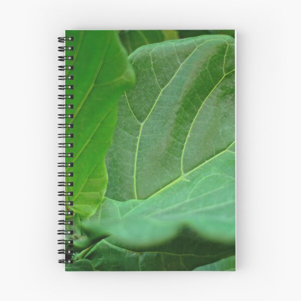 Item preview, Ficus Lyrata fiddle leaf fig  designed and sold by Asiantiger247.