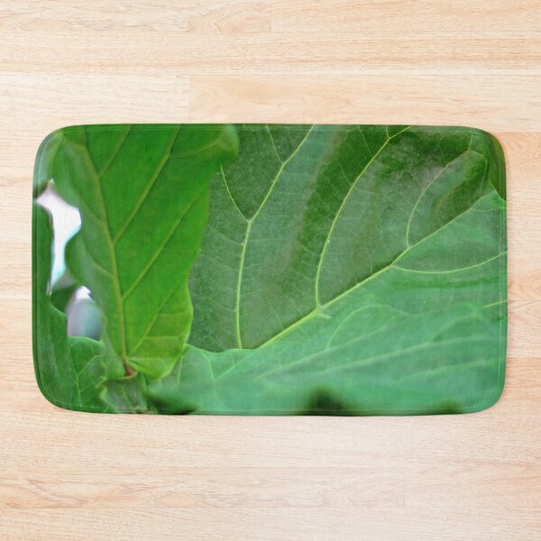 Item preview, Ficus Lyrata fiddle leaf fig  designed and sold by Asiantiger247.