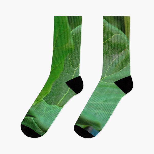 Item preview, Ficus Lyrata fiddle leaf fig  designed and sold by Asiantiger247.