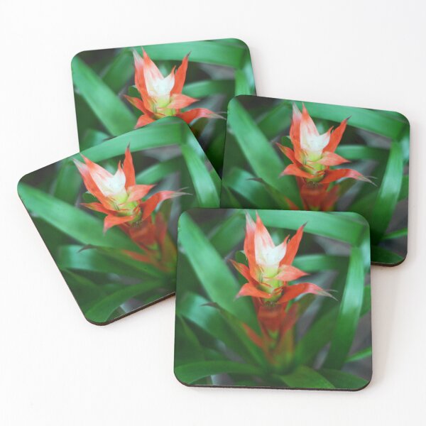 Item preview, Bromeliad Plant designed and sold by Asiantiger247.