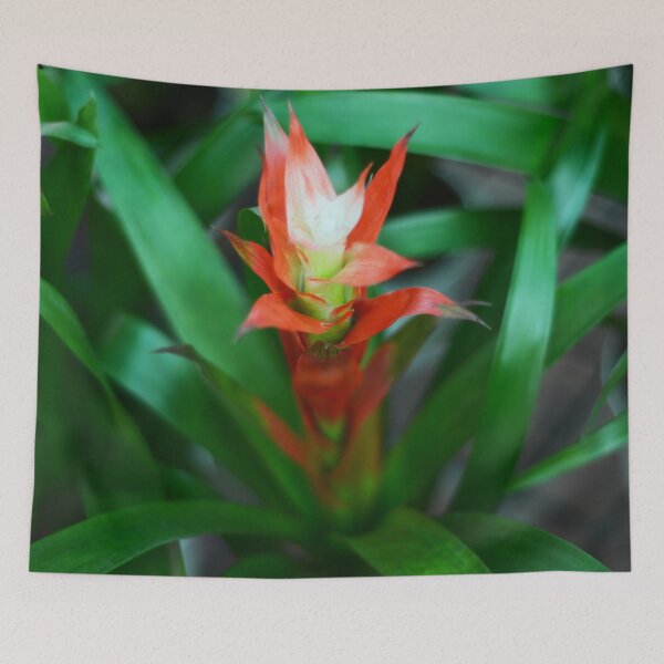 Item preview, Bromeliad Plant designed and sold by Asiantiger247.