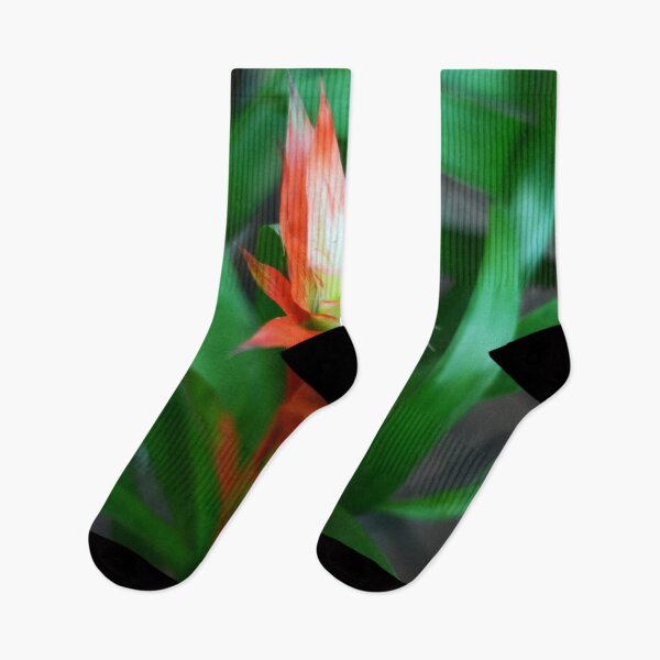 Item preview, Bromeliad Plant designed and sold by Asiantiger247.