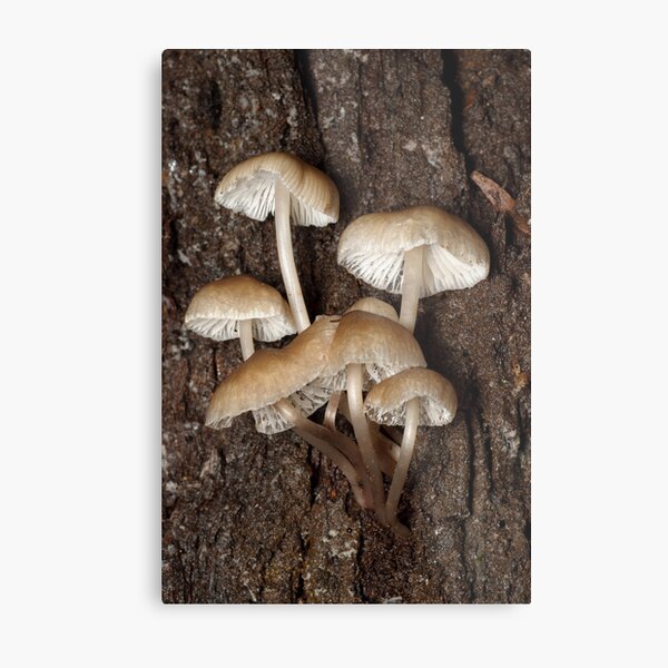 Fungi Metal Print