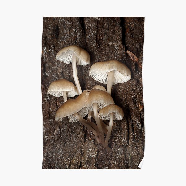 Fungi Poster