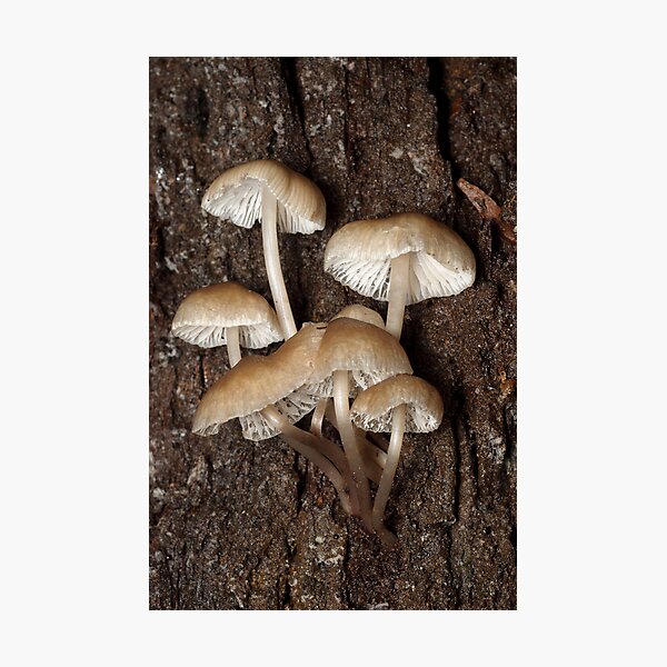 Fungi Photographic Print