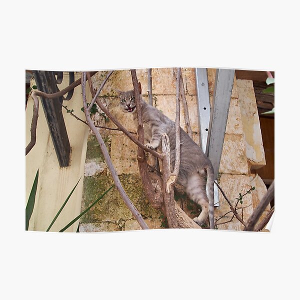 Cretan Cat Chania Crete Greece Poster