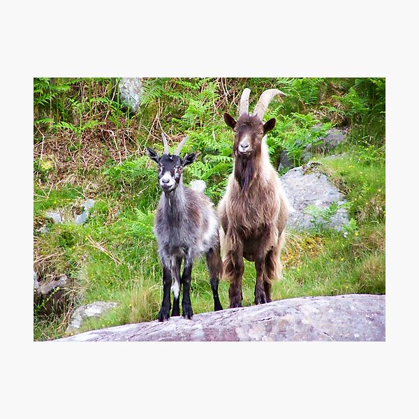 Mountain Goats on Carrauntoohil, Co Kerry, Ireland Photographic Print
