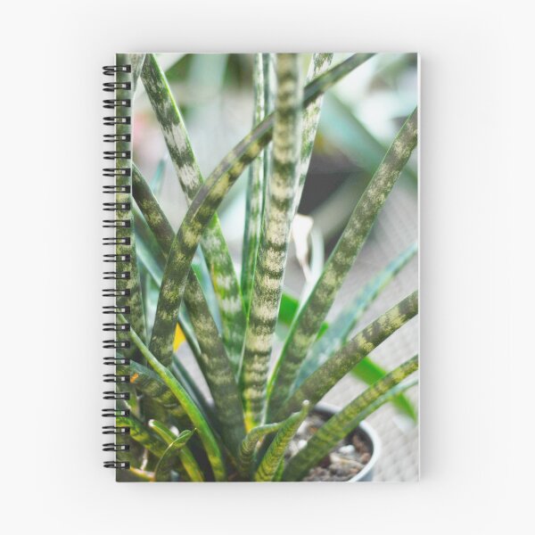 Item preview, Sansevieria Plant designed and sold by Asiantiger247.