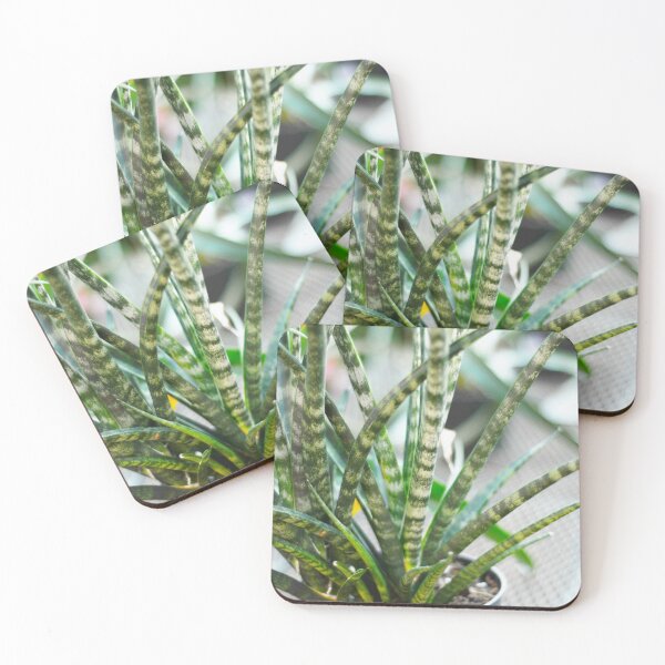 Item preview, Sansevieria Plant designed and sold by Asiantiger247.