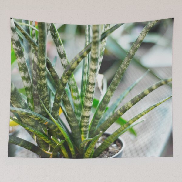 Item preview, Sansevieria Plant designed and sold by Asiantiger247.
