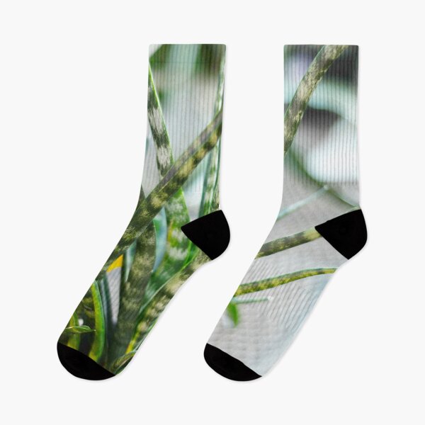 Item preview, Sansevieria Plant designed and sold by Asiantiger247.