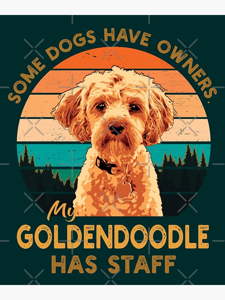 goldendoodle funny pictures