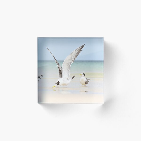 Item preview, Tern Takeoff designed and sold by Oceansoul  Photografix - Susie Thomspon.