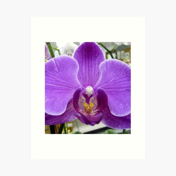 Item preview, Orchid Four designed and sold by Mary Kaderabek-Aleckson.