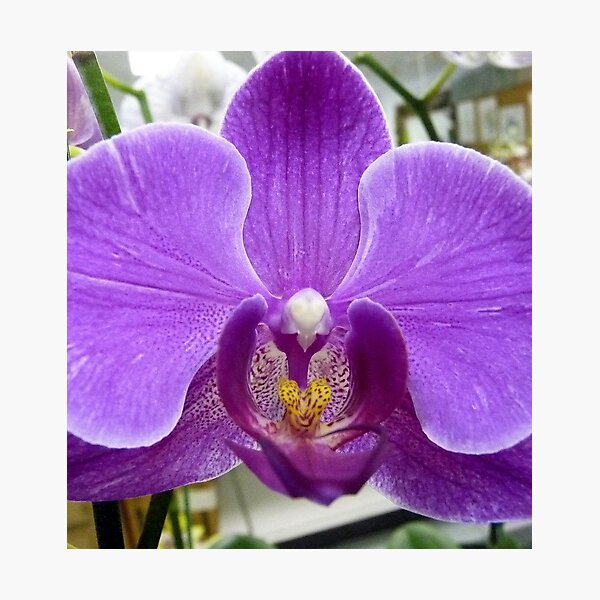 Item preview, Orchid Four designed and sold by Mary Kaderabek-Aleckson.