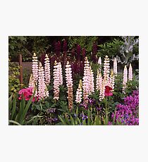 Cottage Garden, Lupin border, UK. Photographic Print