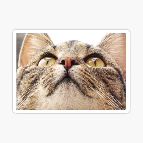 Item preview, Cat Minka designed and sold by Lalingla.