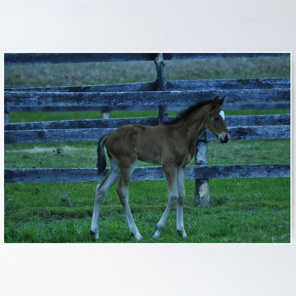 Item preview,               A     LITTLE    COLT designed and sold by deville.