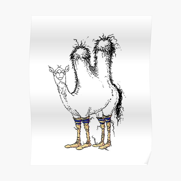 Cute Camel with Silly Old Man Socks Poster