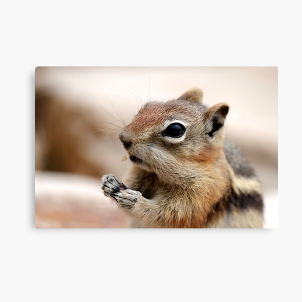 Golden Mantled Ground Squirrel (3) Canvas Print