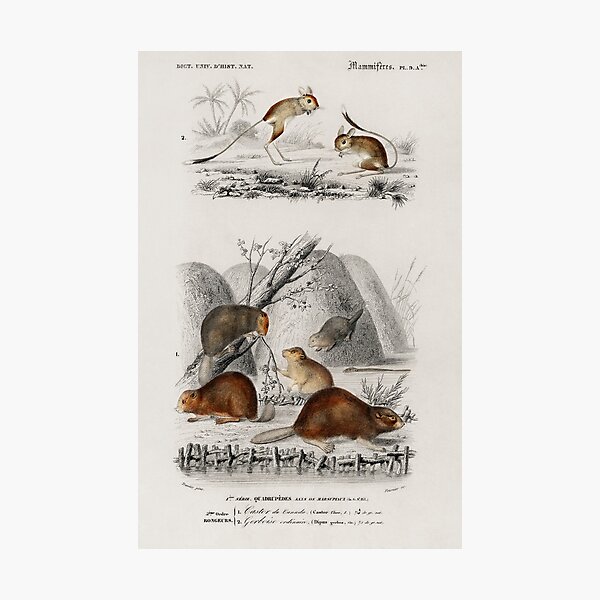 Item preview, Kangaroo rats and Beavers vintage illustration  designed and sold by Vintage Designs +.