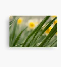 Colors in back Canvas Print