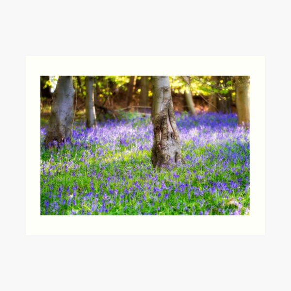 Bluebell Woodland Art Print