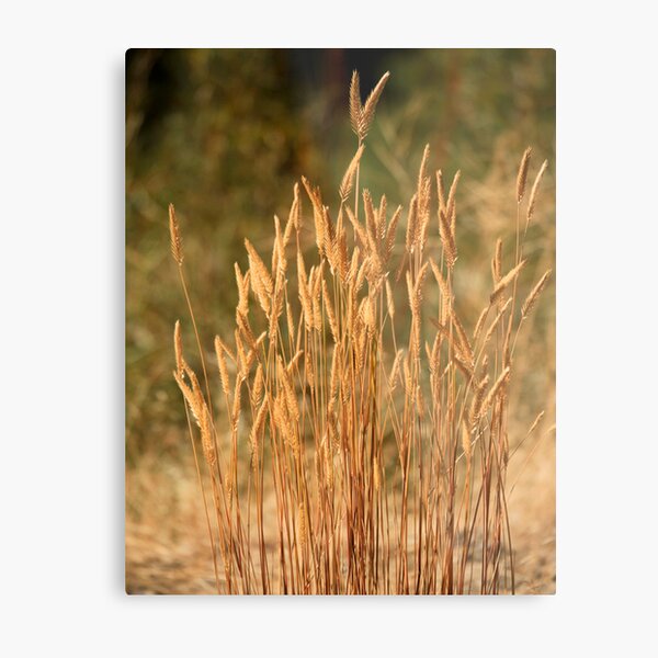 Grains Metal Print